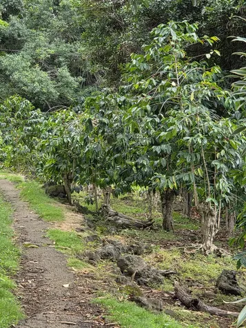 83-5782 Napoopoo Road Captain Cook HI 96704