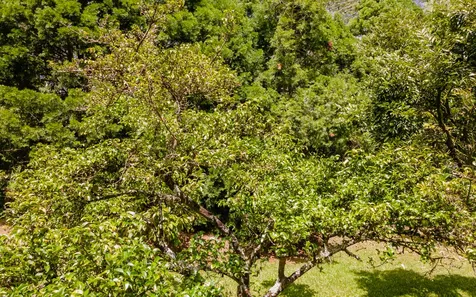 15-1994 16th Avenue Keaau HI 96749