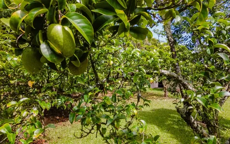 15-1994 16th Avenue Keaau HI 96749