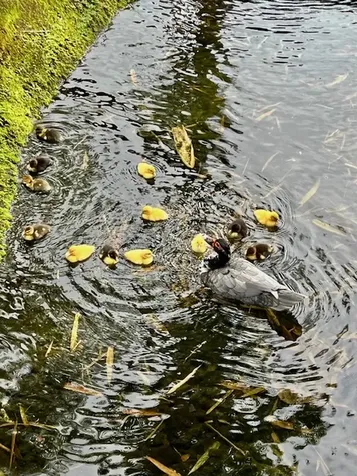 400 Hualani Street Hilo HI 96720