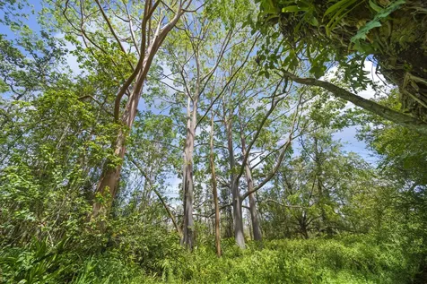 16-1857 Hopue Road Mountain View HI 96760