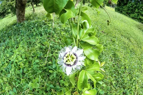 13-178 Kamaili Road Pahoa HI 96778