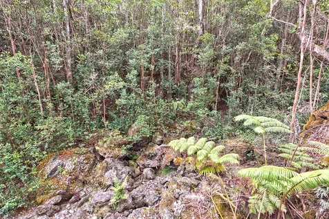 44-2135 Pohakealani Road Honokaa HI 96727