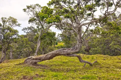 44-2135 Pohakealani Road Honokaa HI 96727