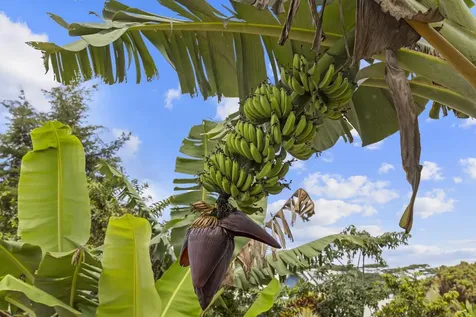 15-1948 12th Avenue Keaau HI 96749