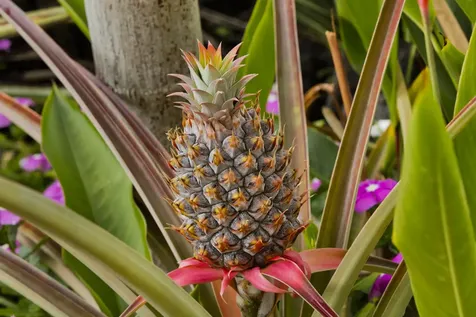 12-160 Moanauli Loop Pahoa HI 96778