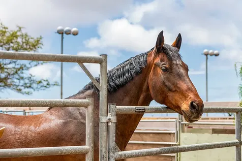68-3885 Kaulele Place Waikoloa HI 96738