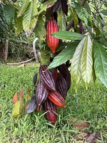 17-3853 Enos Road Mountain View HI 96771