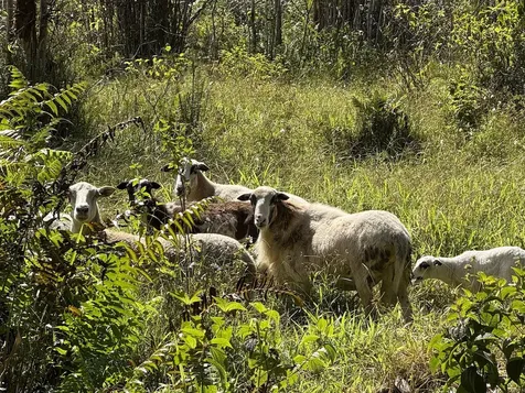 17-3853 Enos Road Mountain View HI 96771