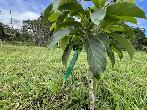 17-3853 Enos Road Mountain View HI 96771