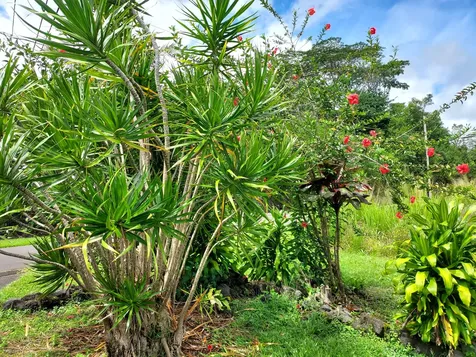 15-2791 Awa Street Pahoa HI 96778