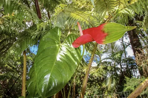 18-2054 Hapuu Nani Road Volcano HI 96785