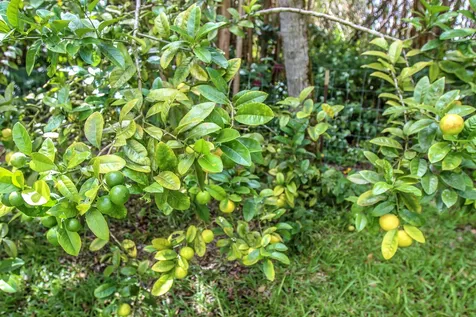 18-2054 Hapuu Nani Road Volcano HI 96785