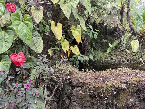 11-3178 Anuhea Street Volcano HI 96785