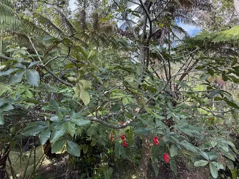 11-3178 Anuhea Street Volcano HI 96785