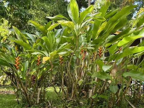 14-347 Papaya Farms Road Pahoa HI 96778