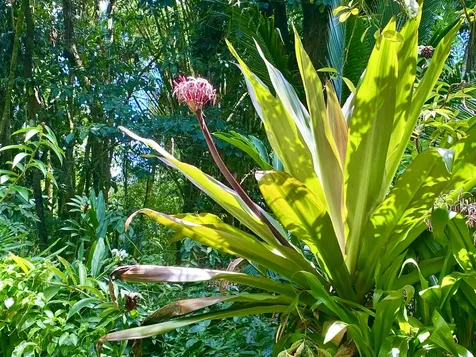 14-347 Papaya Farms Road Pahoa HI 96778