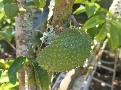 15-1945 8th Avenue Keaau HI 96749