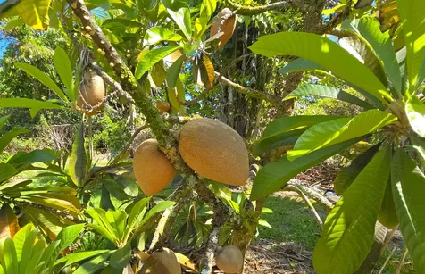 15-1945 8th Avenue Keaau HI 96749