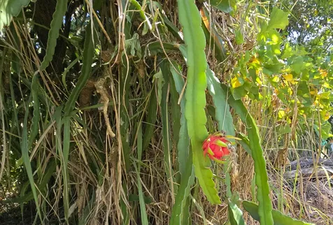 15-1945 8th Avenue Keaau HI 96749