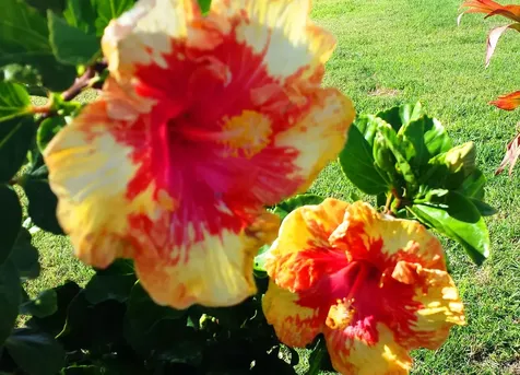 68-1845 Pakanu Street Waikoloa HI 96738