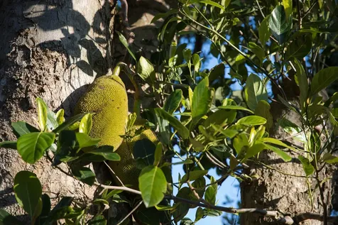 55-789 Hawi Road Hawi HI 96719