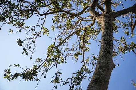 55-789 Hawi Road Hawi HI 96719