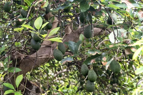 75-5256-A Mamalahoa Highway Holualoa HI 96740