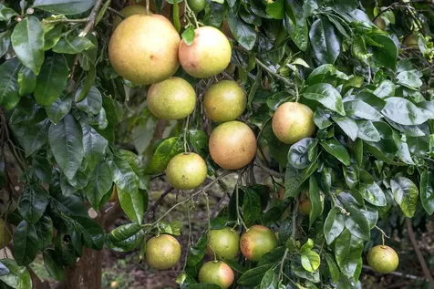 75-5256-A Mamalahoa Highway Holualoa HI 96740