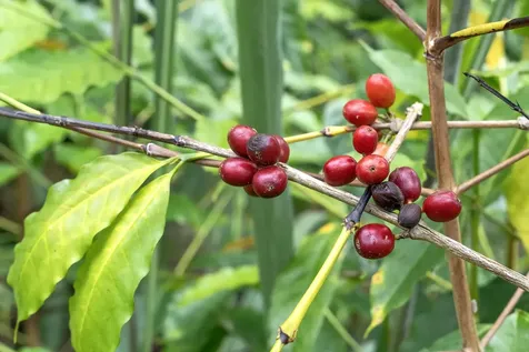 75-5256-A Mamalahoa Highway Holualoa HI 96740