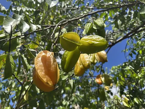 15-1768 26th Avenue Keaau HI 96749