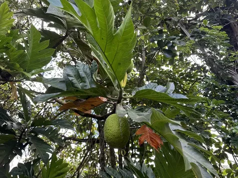 15-1768 26th Avenue Keaau HI 96749