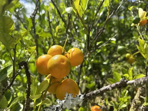 15-1768 26th Avenue Keaau HI 96749