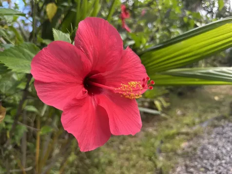 15-1768 26th Avenue Keaau HI 96749