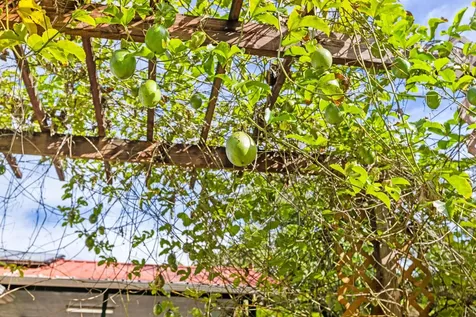 121 Opio Road Hilo HI 96720