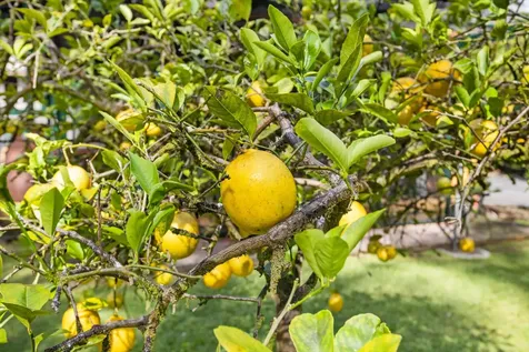 121 Opio Road Hilo HI 96720