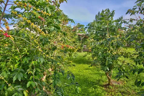 82-1019 Koa Road Captain Cook HI 96704