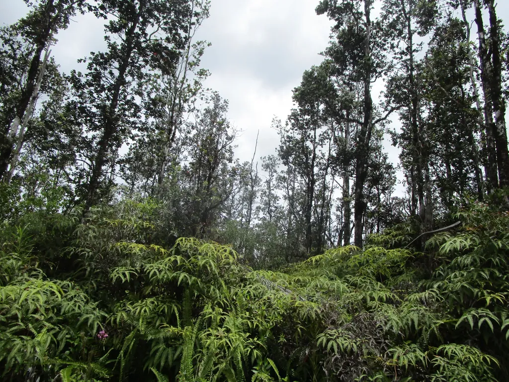 Road 9 (koloa Maoli) Mountain View HI 96760