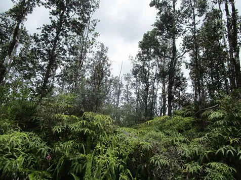 Road 9 (koloa Maoli) Mountain View HI 96760