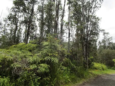 Road 9 (koloa Maoli) Mountain View HI 96760