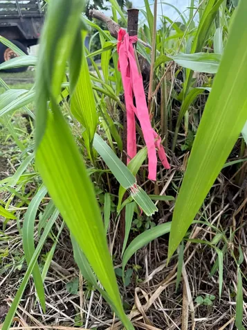 34TH Avenue Keaau HI 96760