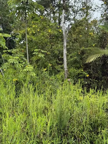 Uilani Drive Kurtistown HI 96760