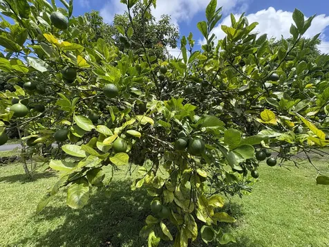 15-2714 Hee Street Pahoa HI 96778