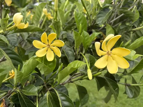 15-2714 Hee Street Pahoa HI 96778