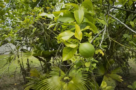 15-2580 Keaau Pahoa Road Pahoa HI 96778