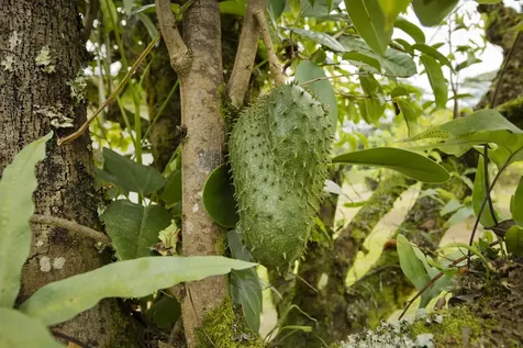 15-2580 Keaau Pahoa Road Pahoa HI 96778