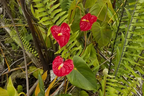 15-2580 Keaau Pahoa Road Pahoa HI 96778