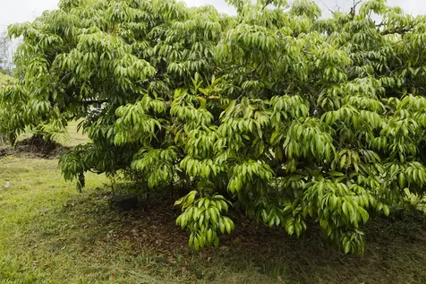 15-2580 Keaau Pahoa Road Pahoa HI 96778