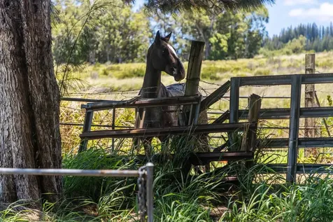 Spencer Road Laupahoehoe HI 96764