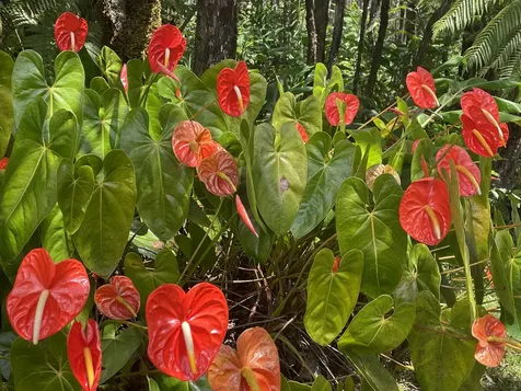 11-3170 Anuhea Street Volcano HI 96785